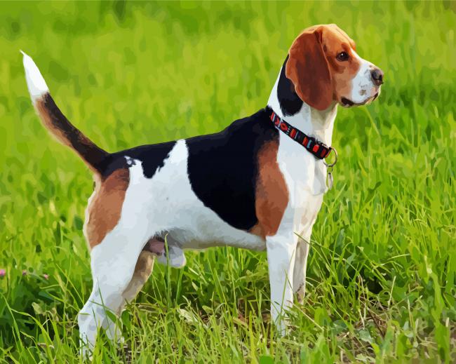 Beagle Dog Breed paint by numbers