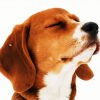 Beagle Dog Head paint by numbers