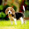 Beagle Dog Puppy paint by numbers