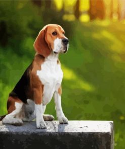 Beagle Dog paint by number