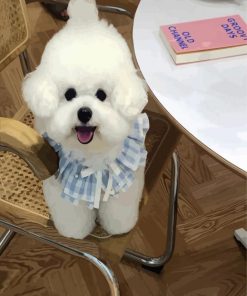 Bichon Wearing A Cute Dress paint by numbers