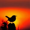 Bird Silhouette paint by numbers