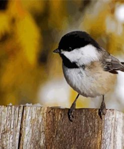 Black And White Chickadee paint by numbers