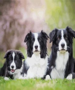 Black And White Collies Dogs paint by number