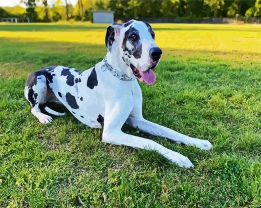 Black And White Great Dane paint by numbers