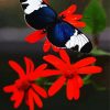 Black Butterfly And Red Flower paint by numbers