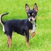 Black Chihuahua paint by number