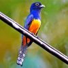 Blue Trogon paint by number