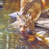 Bobcat Drinking Water paint by numbers