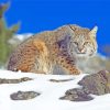 Bobcat In Snow paint by numbers