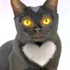 Bombay Cat With Heart paint by number