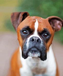 Brown Boxer paint by numbers