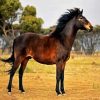 Brown Brumby paint by numbers