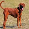 Brown Coonhound paint by numbers