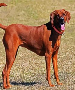 Brown Coonhound paint by numbers