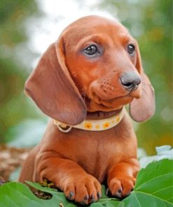 Brown Dachshund Puppy paint by number