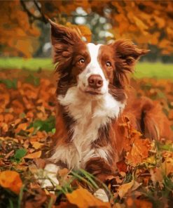 Brown Collie paint by numbers