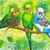 Budgerigar Birds paint by number