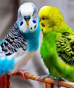 Budgerigars Birds paint by numbers