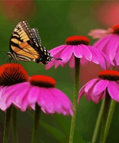 Butterfly And Purple Coneflower paint by number