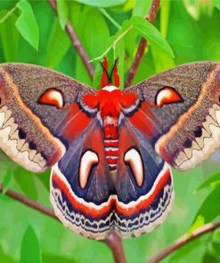 Cecropia Moth Butterfly paint by number