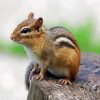 Chipmunk paint by number