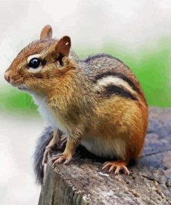 Chipmunk paint by number