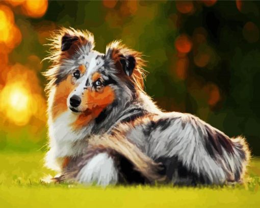Collie Dog paint by numbers