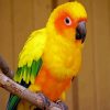 Conure Yellow Bird paint by numbers