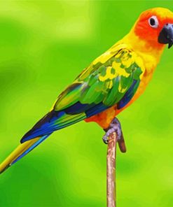 Conure Bird paint by numbers