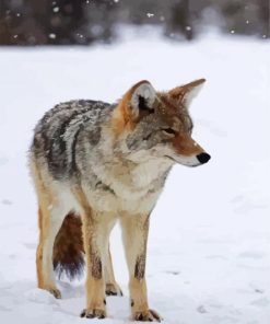Coyote In A Snowy Day paint by numbers