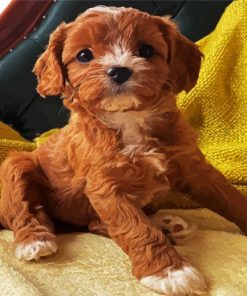 Cute Cavoodle paint by number