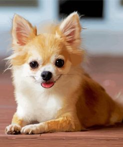 Cute Chihuahua paint by number