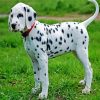 Cute Dalmatian paint by numbers