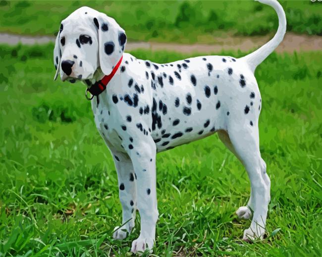 Cute Dalmatian paint by numbers