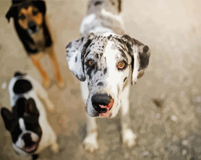 Cute Great Dane paint by numbers