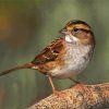 Cute Sparrow paint by numbers