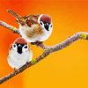 Cute Sparrows paint by number