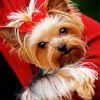 Cute Yorkie paint by numbers