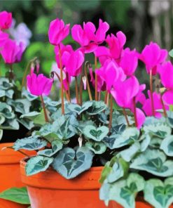 Cyclamen Flower paint by numbers