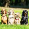 Dachshunds Dogs paint by number