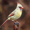 Female Cardinal Bird paint by number