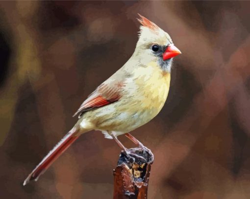 Female Cardinal Bird paint by number