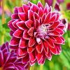 Flower Dahlia paint by numbers