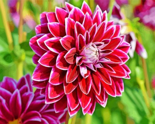 Flower Dahlia paint by numbers