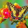 Flower Swallowtail paint by number