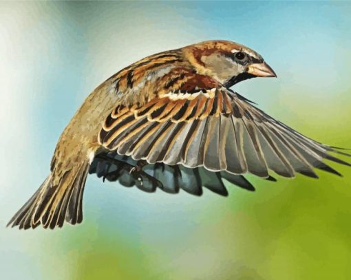 Flying Sparrow paint by numbers
