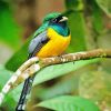 Green And Yellow Trogon paint by number