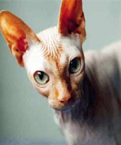 Green Eyed Sphynx Cat paint by number