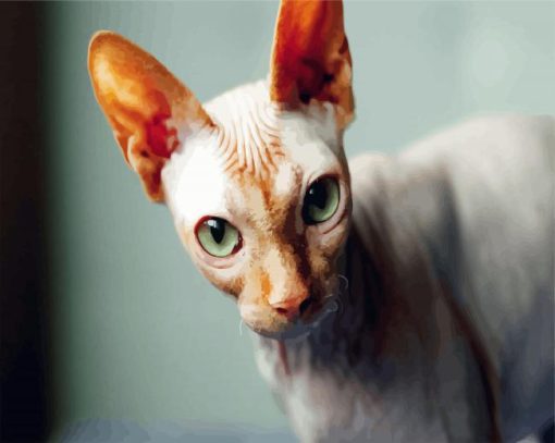 Green Eyed Sphynx Cat paint by number
